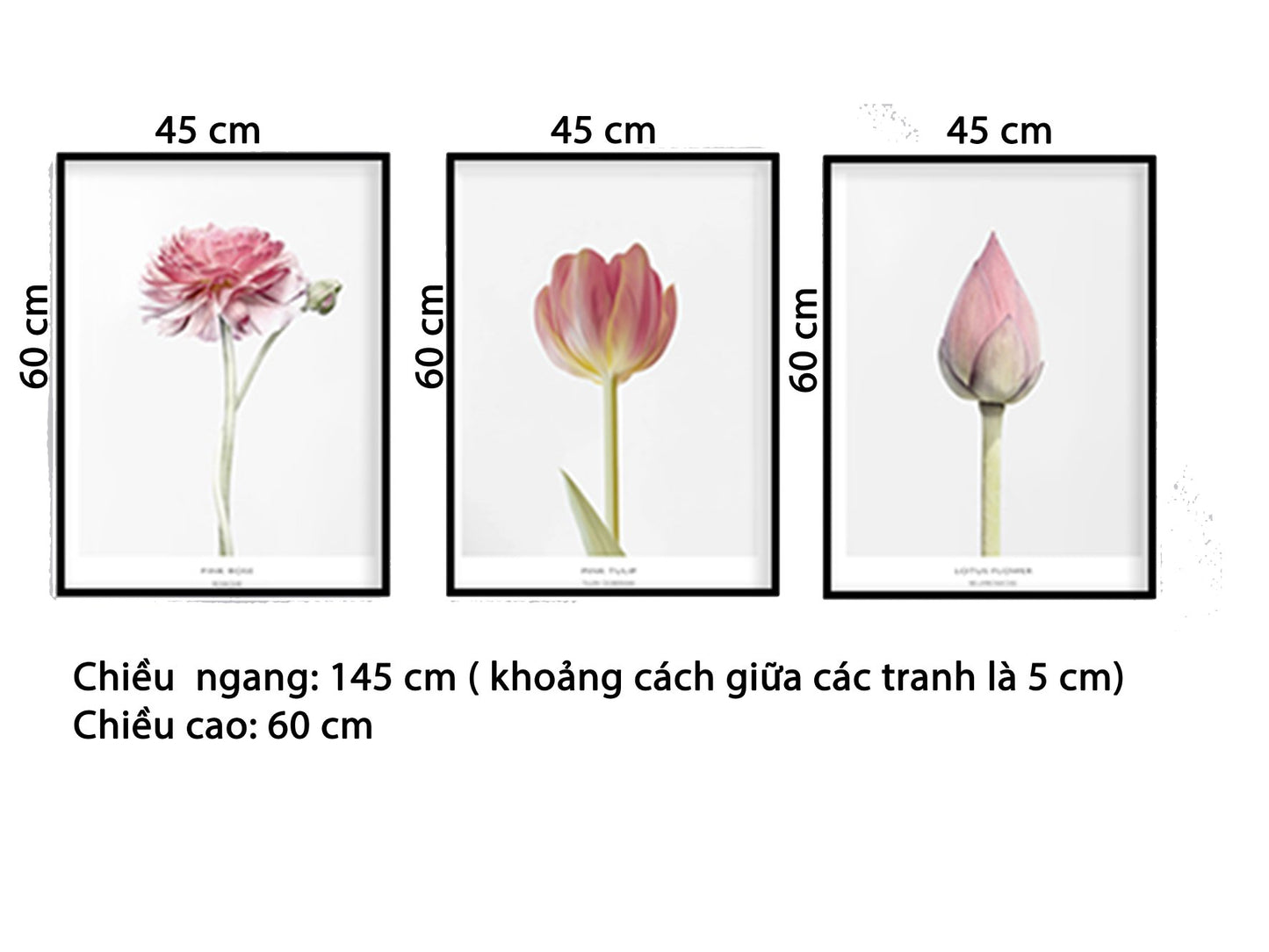 Bộ 3 Tranh Hoa Sen Khoe Sắc - HD510