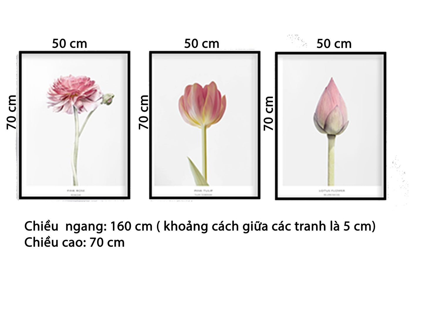 Bộ 3 Tranh Hoa Sen Khoe Sắc - HD510