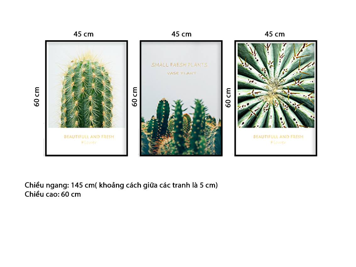 Bộ 3 Tranh Những Cây Xương Rồng - HD555