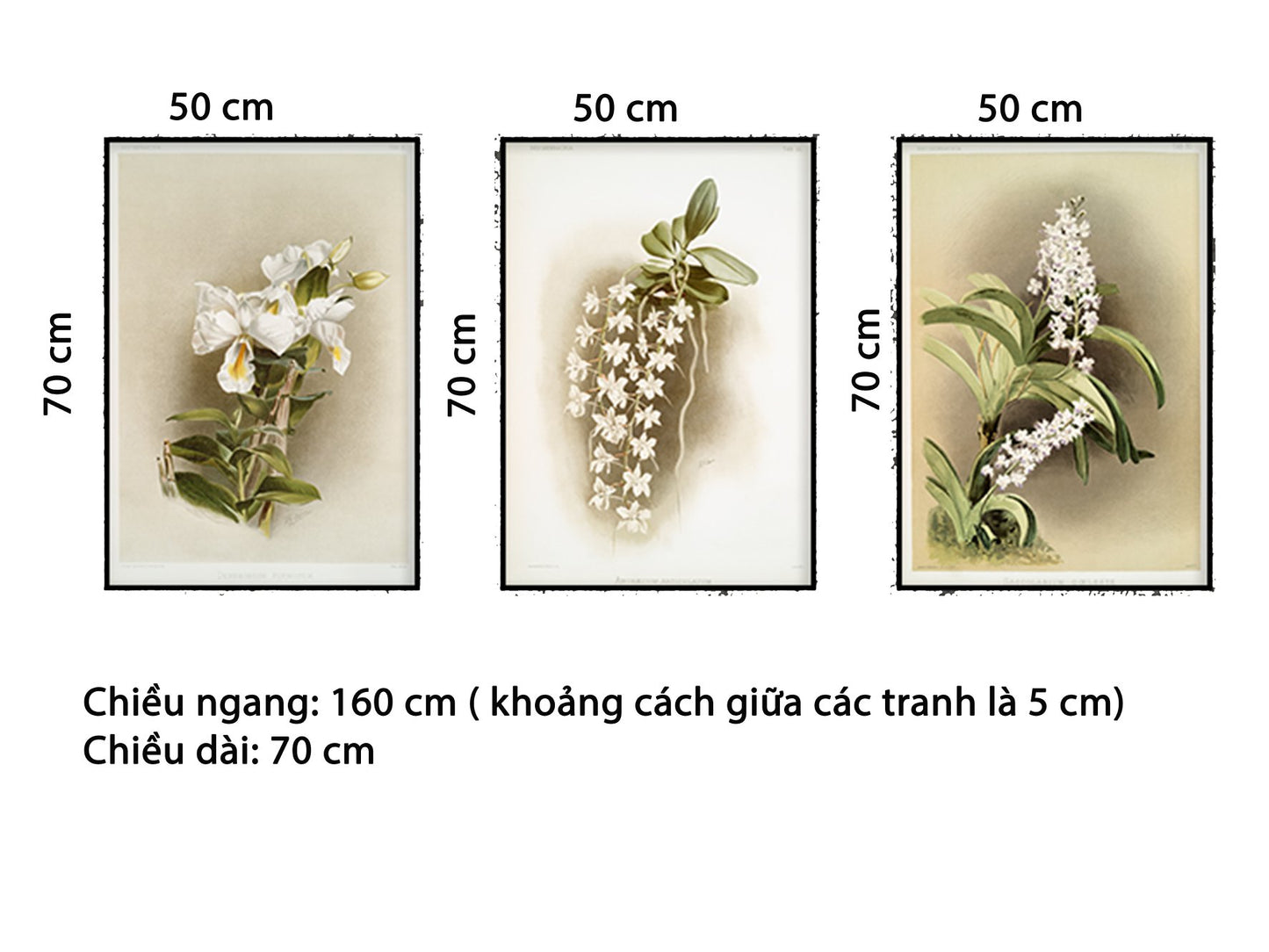 Bộ 3 Tranh Hoa Phong Lan Trắng - HD017