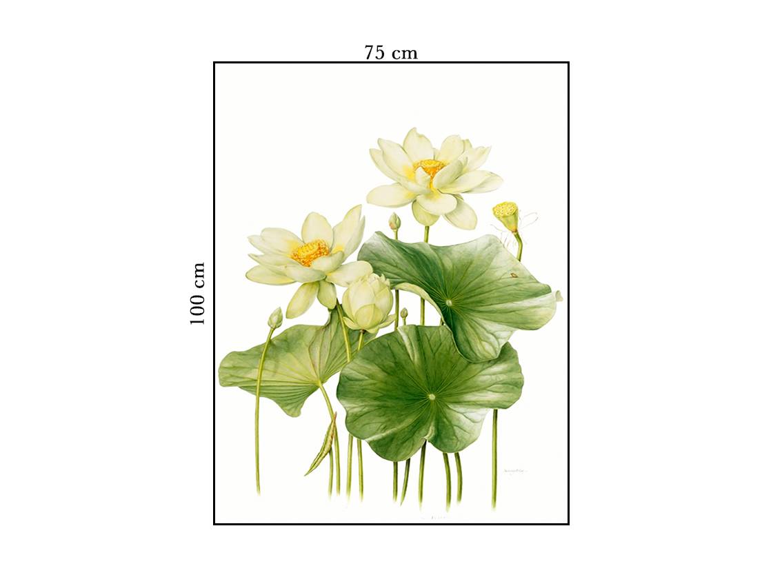 Tranh Hoa Súng Tươi Mát - HD203