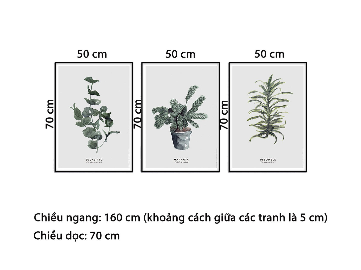 Bộ 3 Tranh Lọ Cây Xanh - HD707