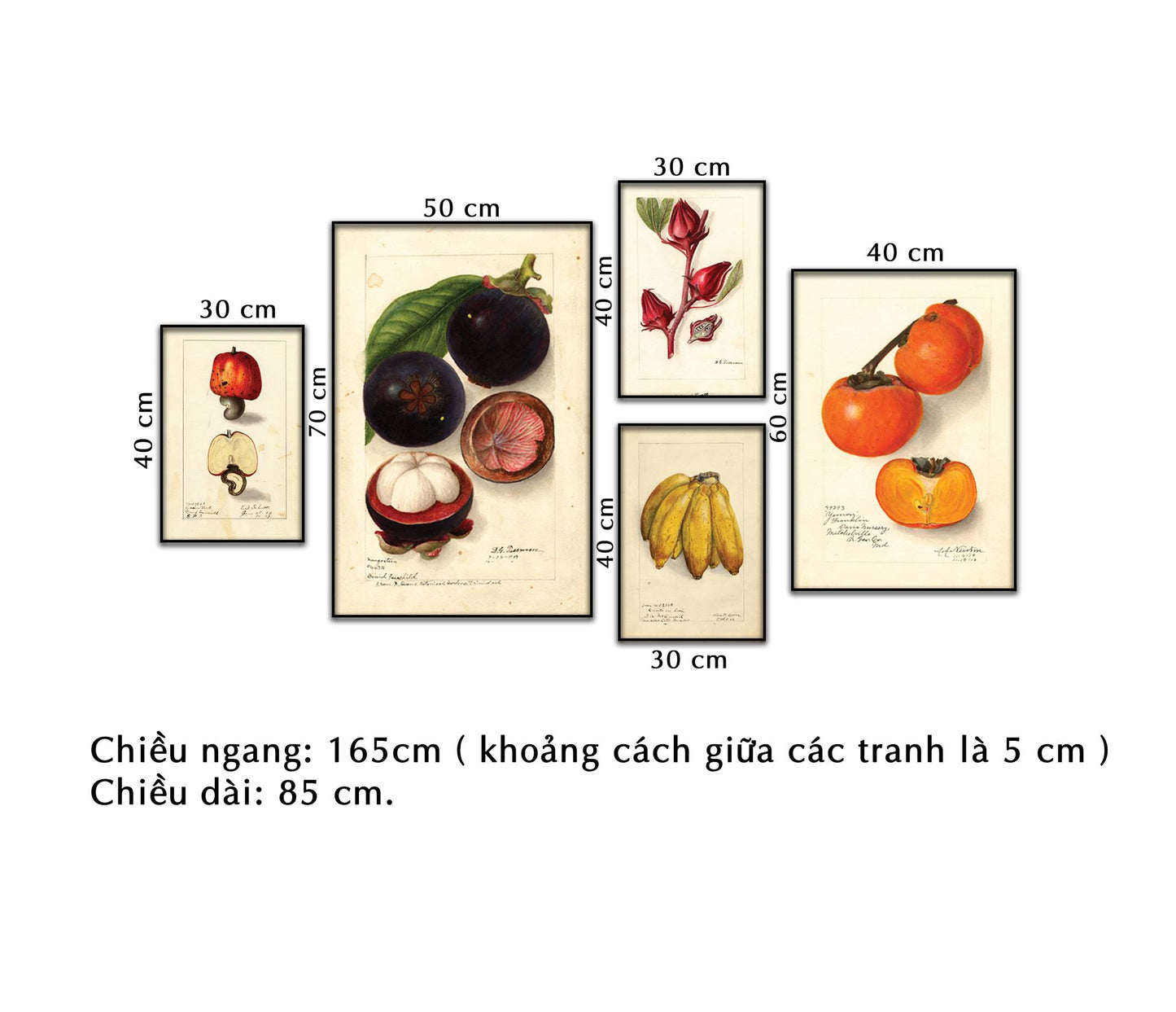 Bộ 5 Tranh Tĩnh Vật Hoa Quả - NT343
