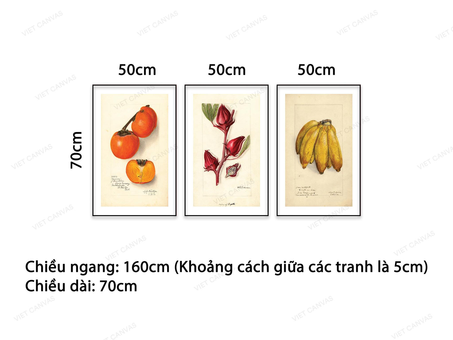 Bộ 3 Tranh Hoa Quả - NT526