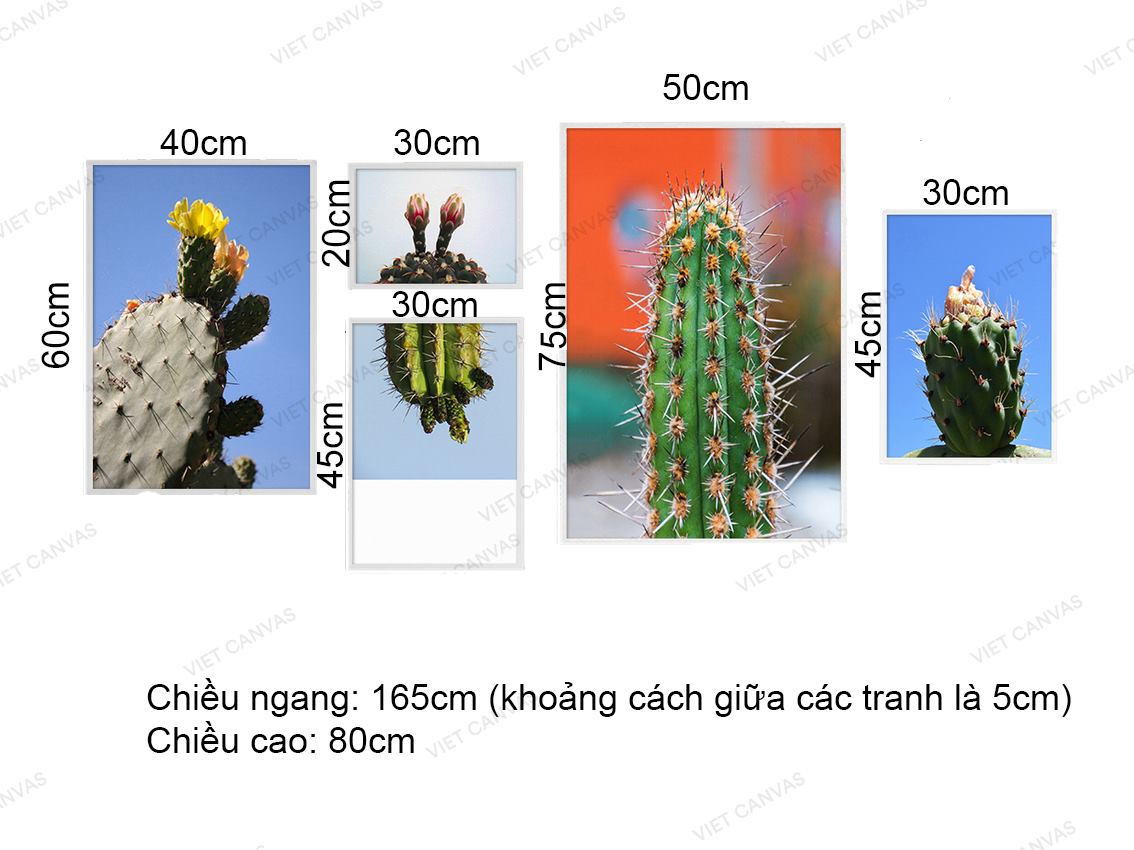 Bộ 5 Tranh Xương Rồng Nở Hoa - VZ217.1