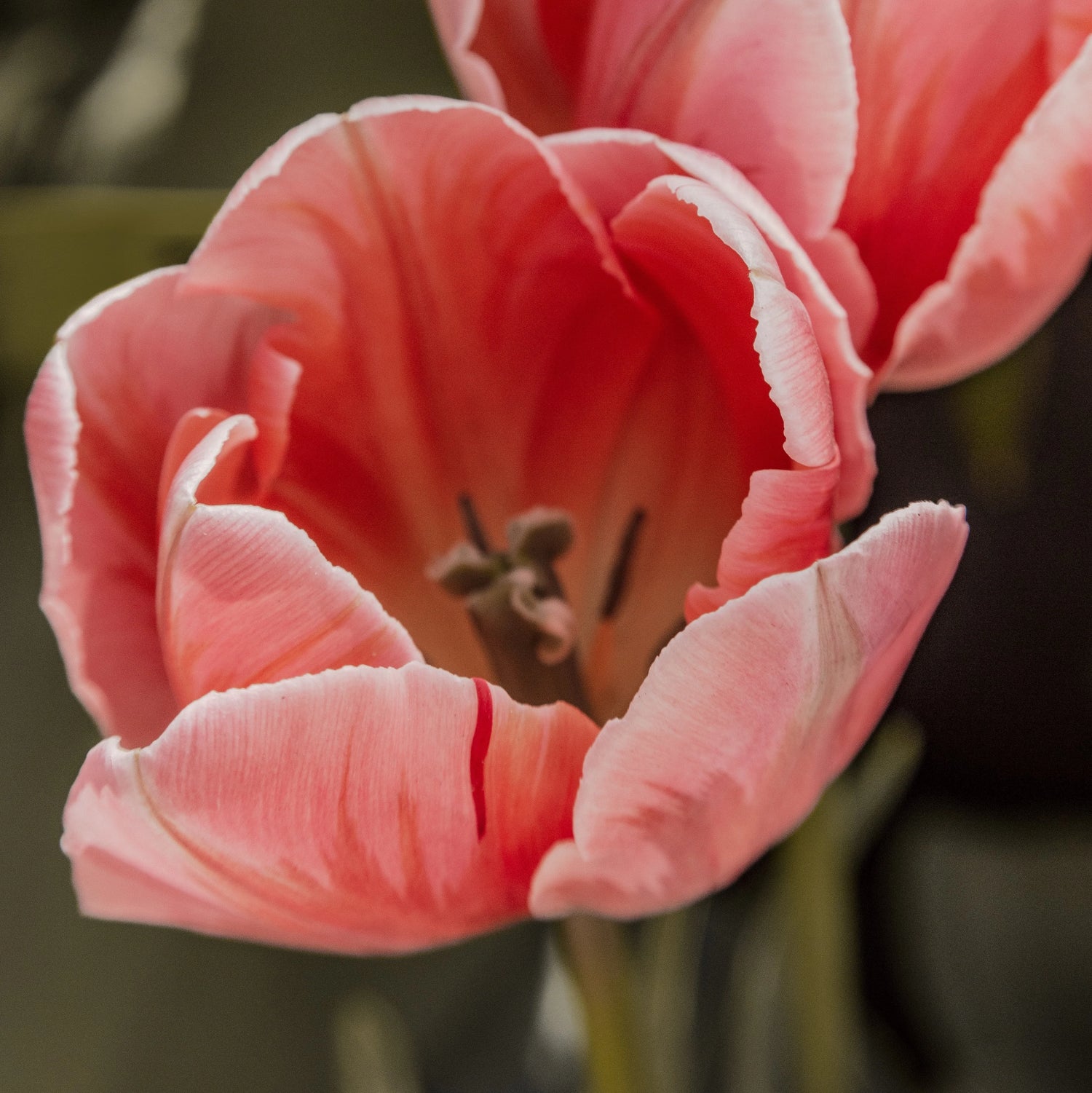 Tranh Hoa Tulip