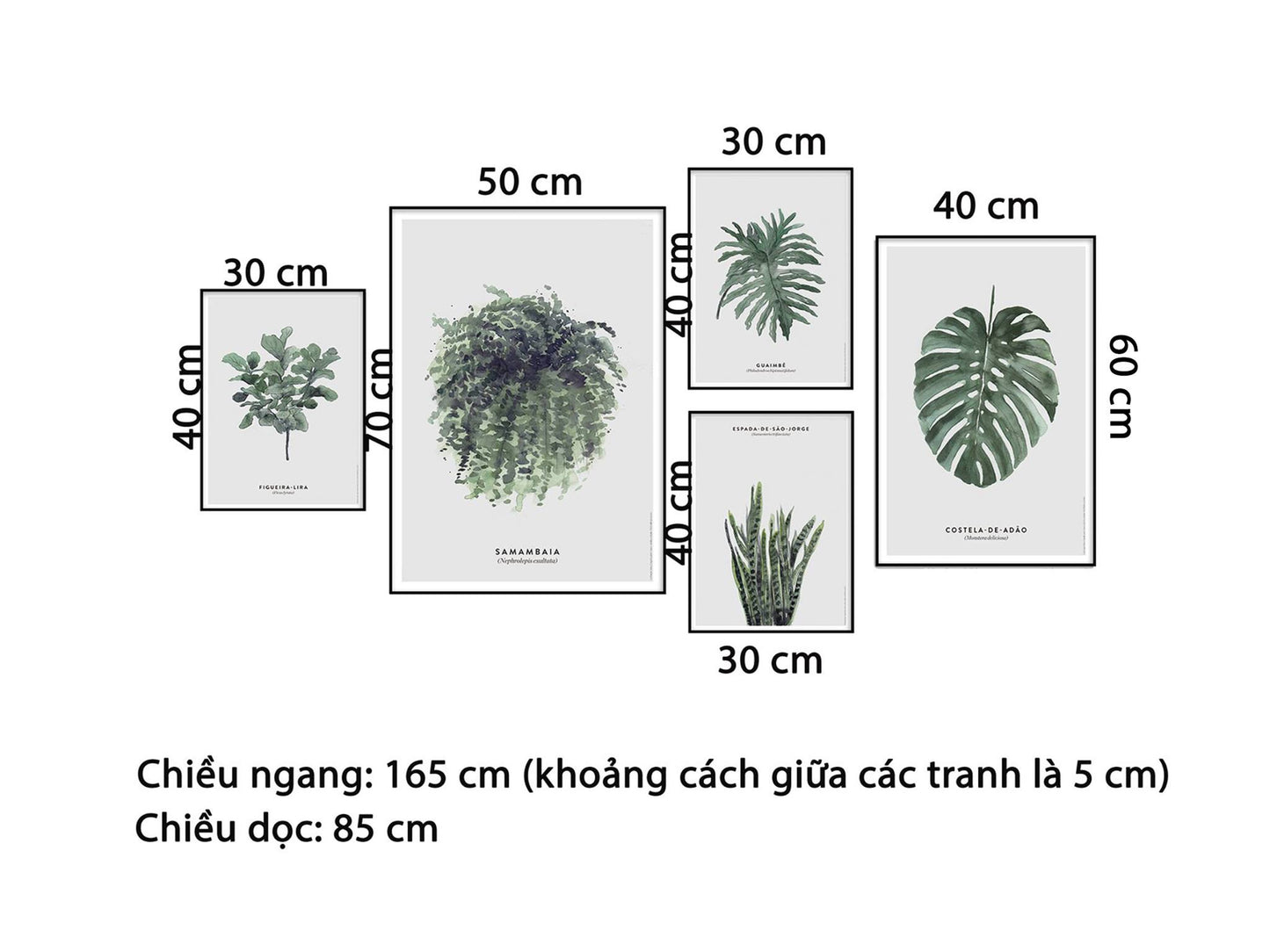 Bộ 5 Tranh Lá Cây Tinh Tế - HD706