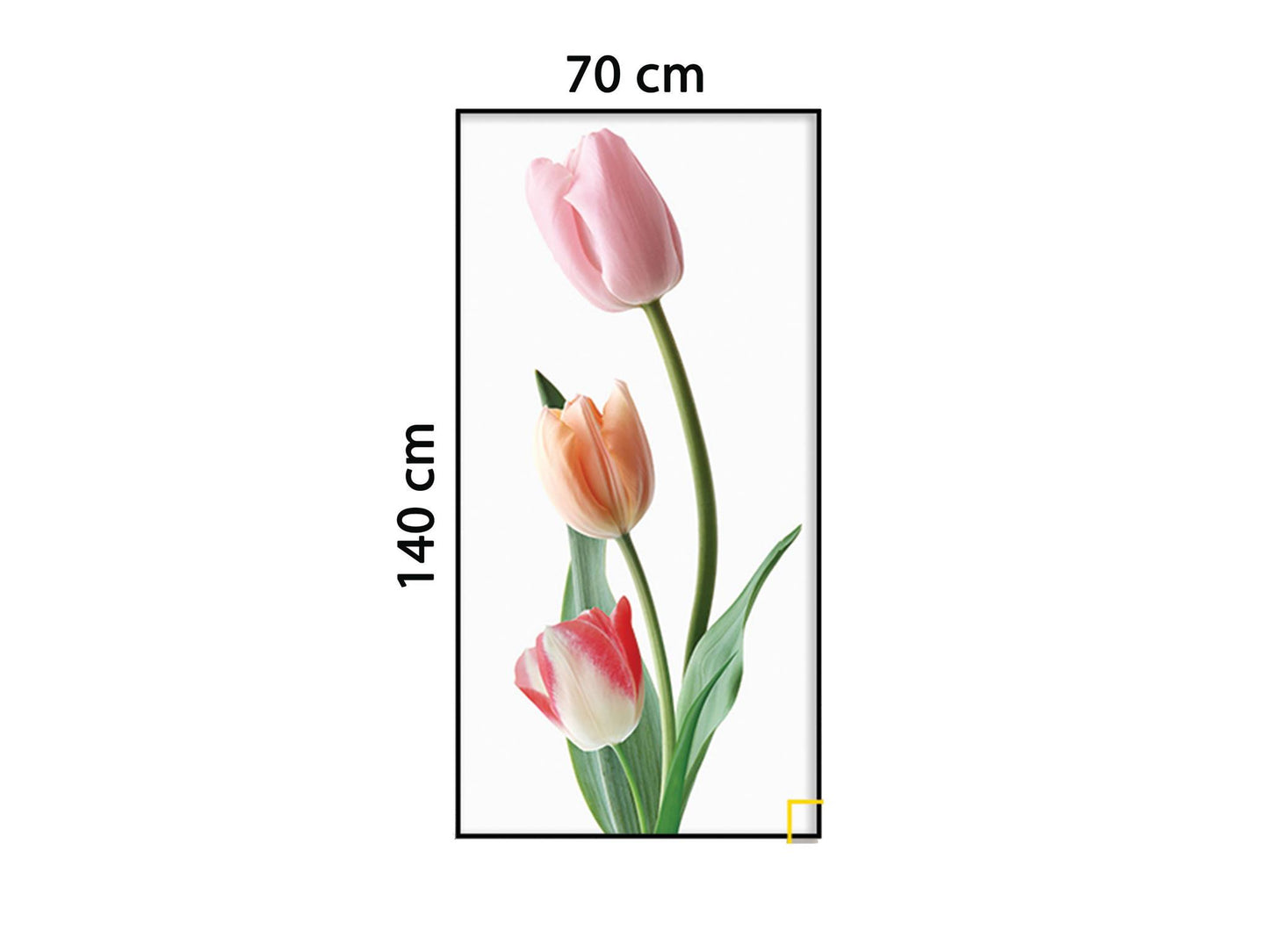 Bộ 3 Tranh Hoa TuLip - HD889